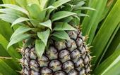 Туры в отель Herdade do Ananas