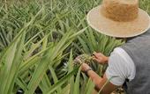 Туры в отель Herdade do Ananas