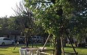Туры в отель Chiang Rai Greenpark Resort