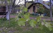 Туры в отель Simurg Evleri Olympos