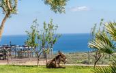 Туры в отель Assos Alis Farm Boutique Hotel & SPA