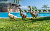 Туры в отель Assos Alis Farm Boutique Hotel & SPA