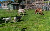 Туры в отель Assos Alis Farm Boutique Hotel & SPA