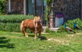 Туры в отель Assos Alis Farm Boutique Hotel & SPA
