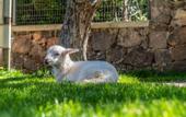Туры в отель Assos Alis Farm Boutique Hotel & SPA