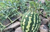 Туры в отель Assos Alis Farm Boutique Hotel & SPA