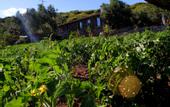 Туры в отель Assos Alis Farm Boutique Hotel & SPA