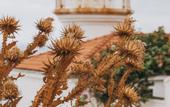 Туры в отель Nayu Igneada