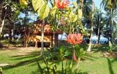 Туры в отель Palm Paradise Cabanas