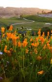 Туры в отель Westin Carlsbad Resort & Spa
