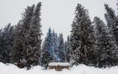 Туры в отель Lochsa Lodge Resort