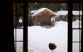 Туры в отель Lochsa Lodge Resort