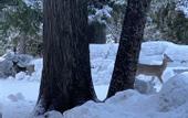 Туры в отель Lochsa Lodge Resort