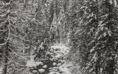 Туры в отель Lochsa Lodge Resort