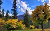 Туры в отель Lochsa Lodge Resort