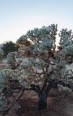 Туры в отель @ Marbella Lane - 10 Acres Oasis Desert Retreat!
