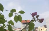Туры в отель Phuong's house