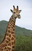 Туры в отель Leopard Mountain Safari Lodge