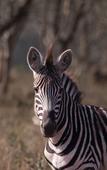 Туры в отель Leopard Mountain Safari Lodge