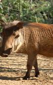 Туры в отель Leopard Mountain Safari Lodge