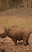 Туры в отель Leopard Mountain Safari Lodge