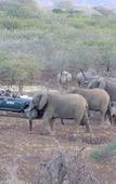 Туры в отель Leopard Mountain Safari Lodge