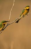 Туры в отель Leopard Mountain Safari Lodge