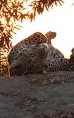 Туры в отель Leopard Mountain Safari Lodge