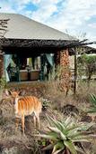 Туры в отель Leopard Mountain Safari Lodge
