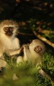 Туры в отель Leopard Mountain Safari Lodge