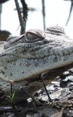 Туры в отель Leopard Mountain Safari Lodge