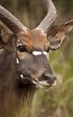 Туры в отель Leopard Mountain Safari Lodge