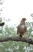 Туры в отель Leopard Mountain Safari Lodge