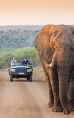 Туры в отель Leopard Mountain Safari Lodge