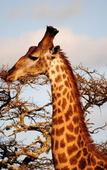 Туры в отель Leopard Mountain Safari Lodge
