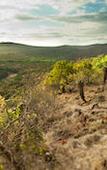 Туры в отель Leopard Mountain Safari Lodge