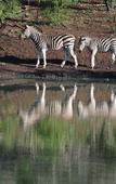 Туры в отель Leopard Mountain Safari Lodge