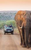 Туры в отель Leopard Mountain Safari Lodge