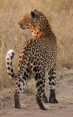 Туры в отель Leopard Mountain Safari Lodge