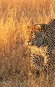 Туры в отель Leopard Mountain Safari Lodge