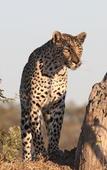 Туры в отель Leopard Mountain Safari Lodge