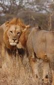 Туры в отель Leopard Mountain Safari Lodge