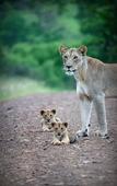 Туры в отель Leopard Mountain Safari Lodge