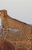 Туры в отель Leopard Mountain Safari Lodge