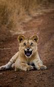 Туры в отель Leopard Mountain Safari Lodge