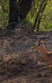 Туры в отель Leopard Mountain Safari Lodge