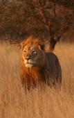 Туры в отель Leopard Mountain Safari Lodge