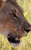 Туры в отель Leopard Mountain Safari Lodge