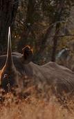 Туры в отель Leopard Mountain Safari Lodge