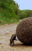 Туры в отель Leopard Mountain Safari Lodge
